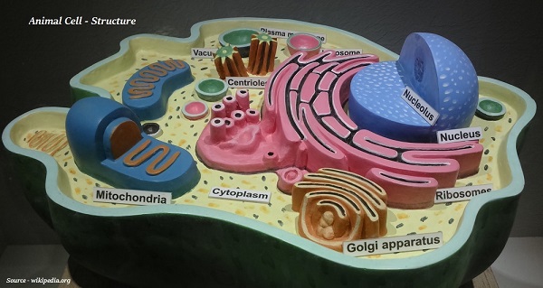 Animal Cell Structure