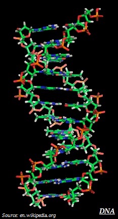 DNA