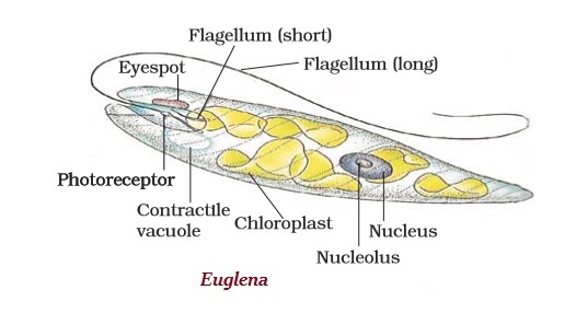 Euglena