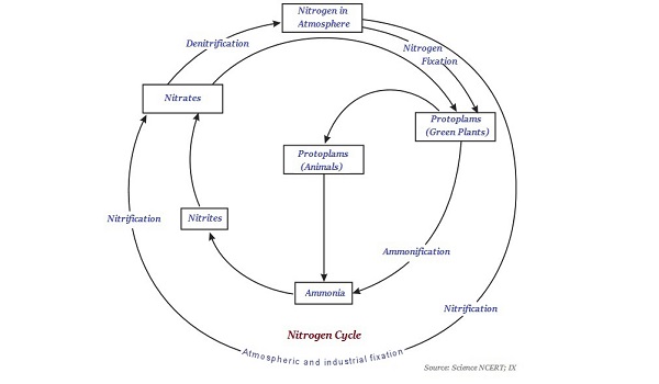 Nitrogencycle