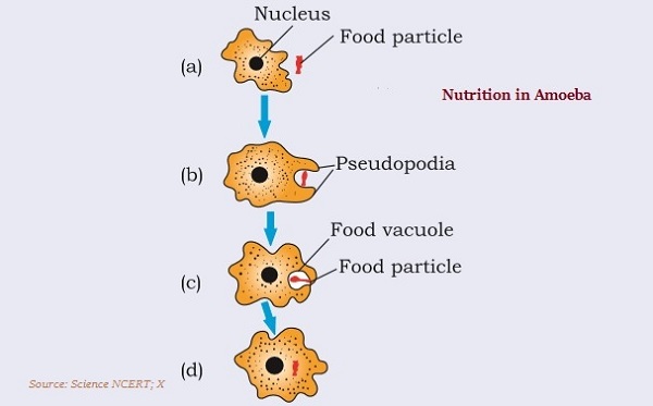 Nutrition in Amoeba