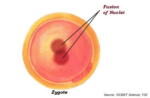 Zygote